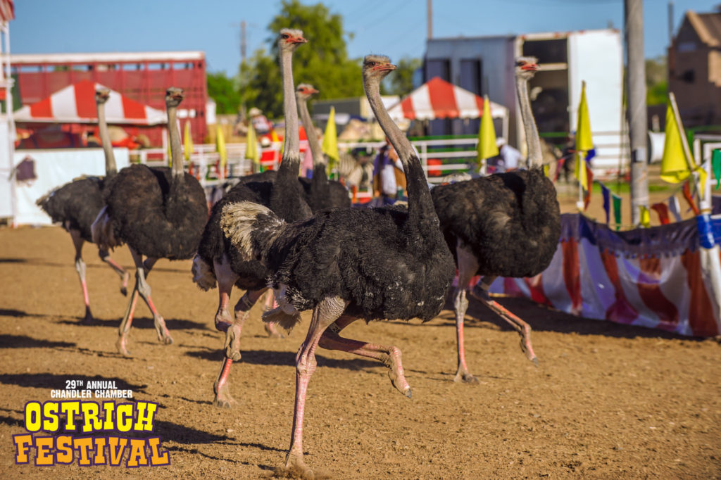 Ostrich Festival 