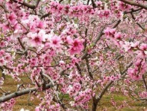 peach blossom celebration (feb)