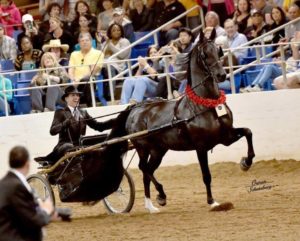 scottsdale arabian horse show (feb)